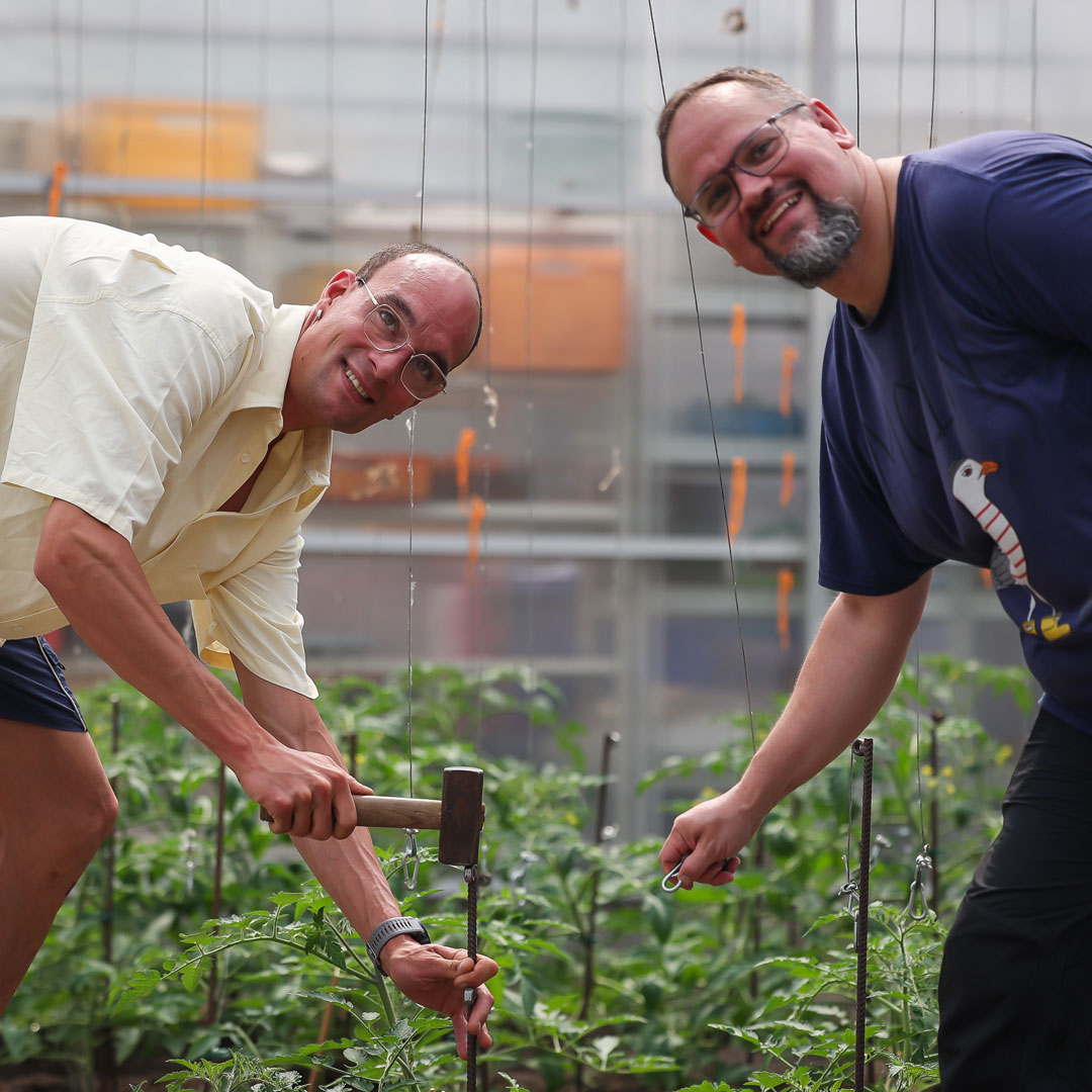 Zwei Mitarbeiter von LeBe Mechau pflegen lächelnd Tomatenpflanzen im Gewächshaus